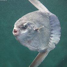 Ocean Sunfish - Wikipedia