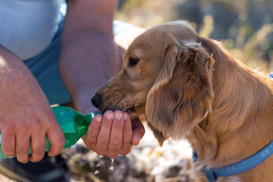 Can Dogs Drink Bottled Water? | My Own Water