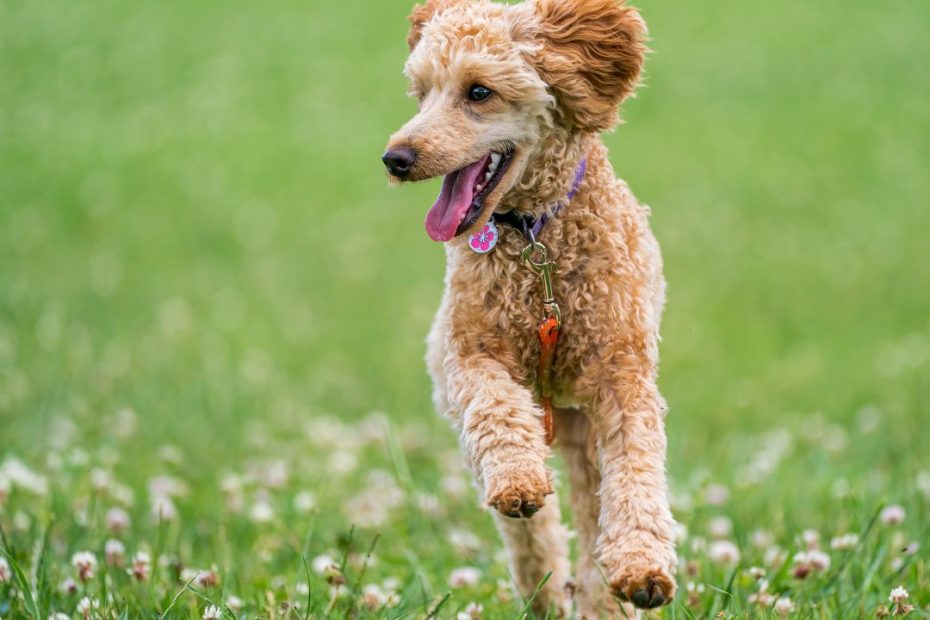 Poodle Service Dog - Everything You Need To Know | Pettable – Esa Experts