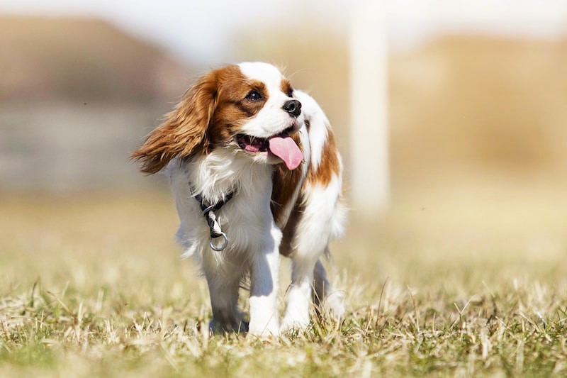 Do Cavalier King Charles Spaniels Shed? - Stop My Dog Shedding