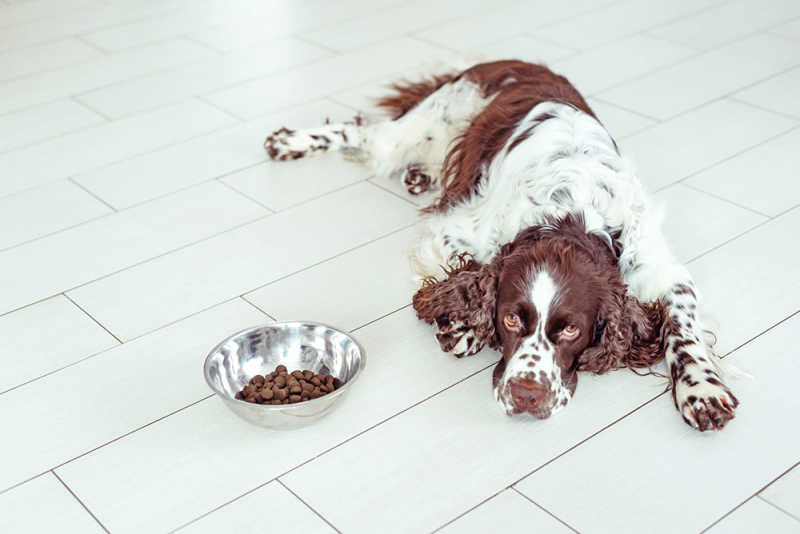 Why Is My Dog Not Eating And What Can I Do? | Small Door Veterinary
