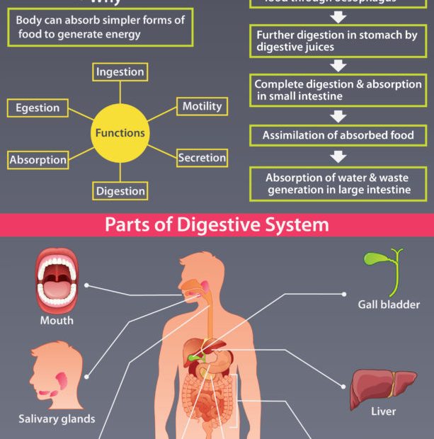 Human Digestive System Parts, Functions And Organs