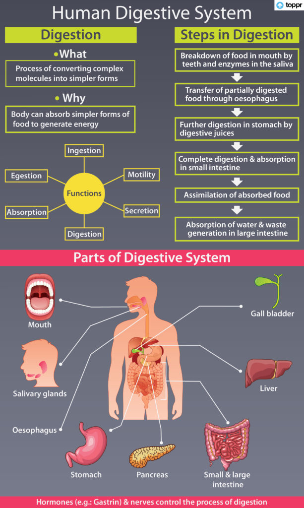 Human Digestive System Parts, Functions And Organs