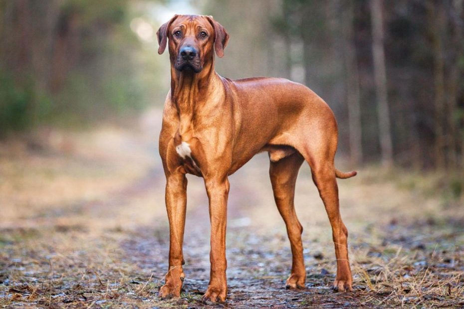 Rhodesian Ridgeback | Description, Temperament, & Facts | Britannica