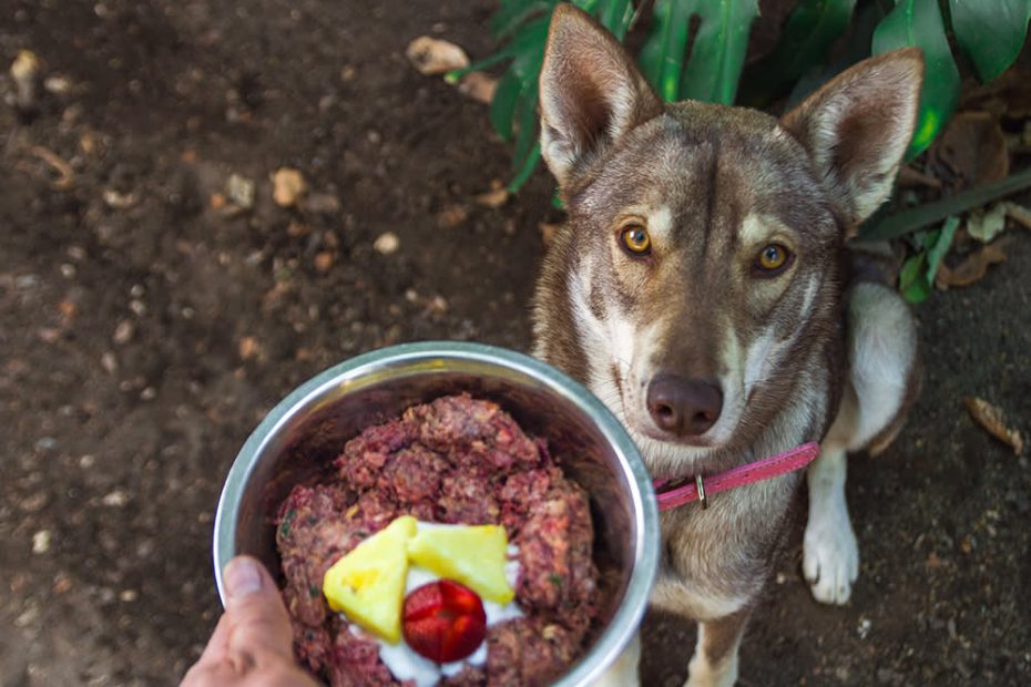 Raw Dog Food For Beginners: A Primer On Raw Food For Dogs · The Wildest