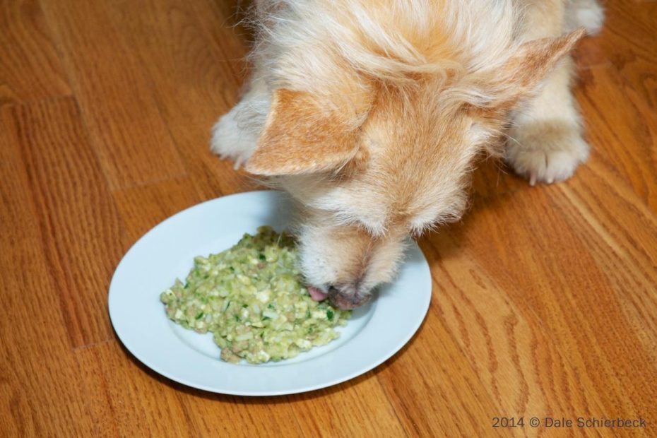 Recipe For Low-Phosphorus Dog Food ~ Caring For A Dog With Chronic Renal  Failure
