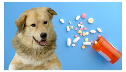 Can Dogs Take Human Medicine And Supplements? – The Dog Bakery