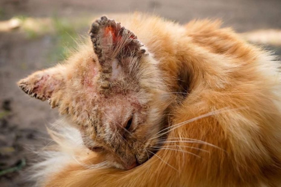 Mange In Cats: Causes, Symptoms, Treatment, And Prevention