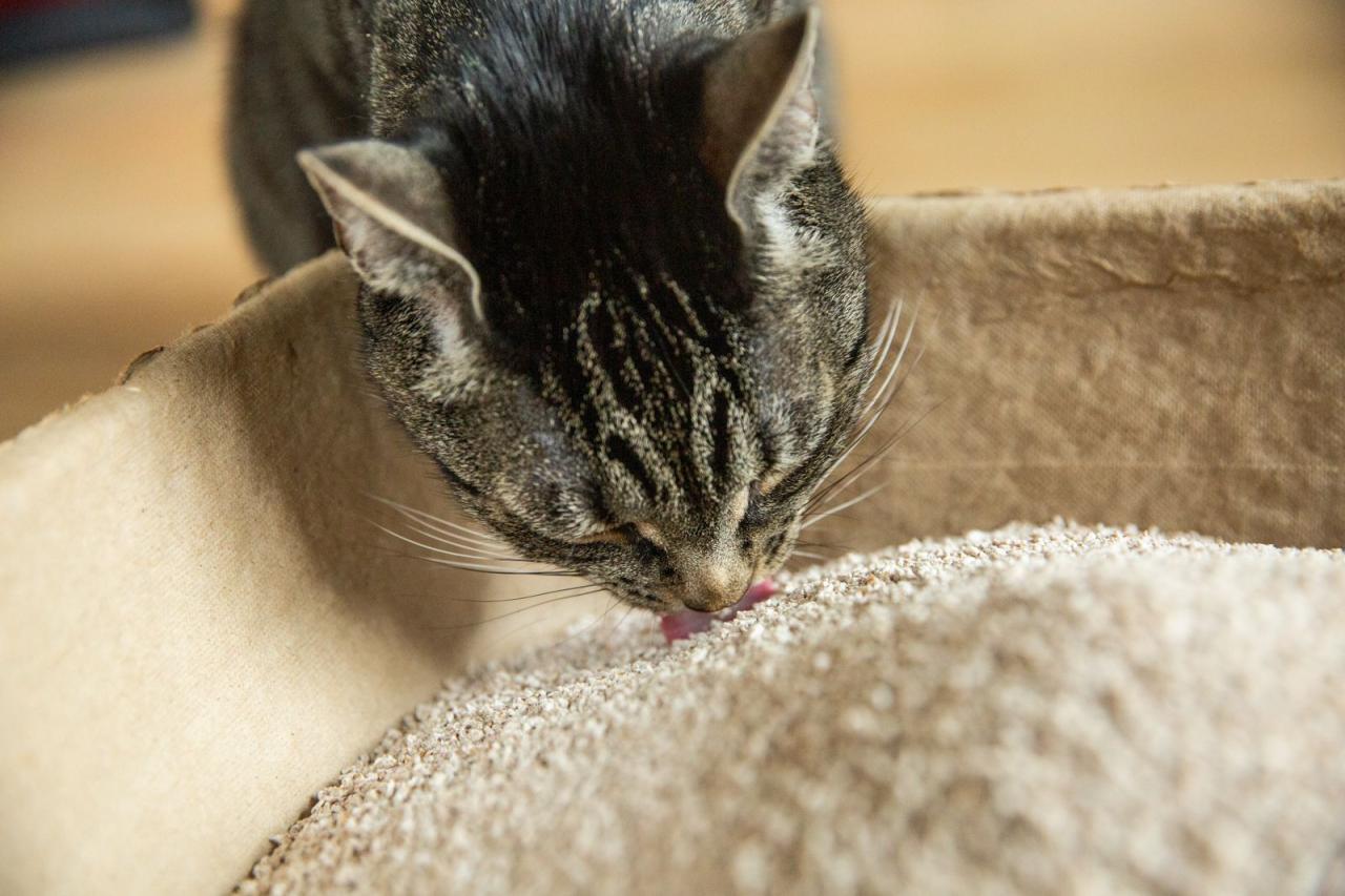 Is Cat Litter Safe To Ingest Unveiling The Dangers