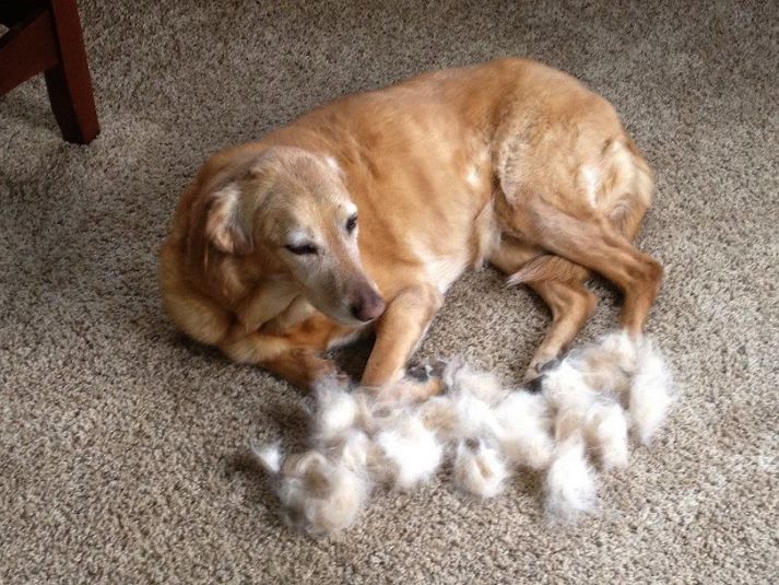 Why Do Dogs Shed And How To Manage Shedding? - Kohepets Blog
