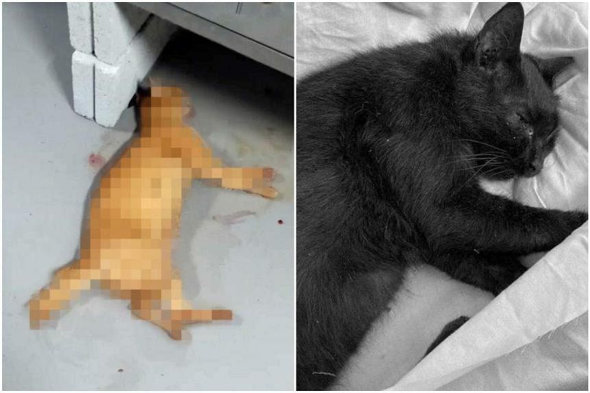 Call For More To Be Done To Protect Cats After 'Disproportionately High  Number' Of Abuse Cases In 2023 | The Straits Times