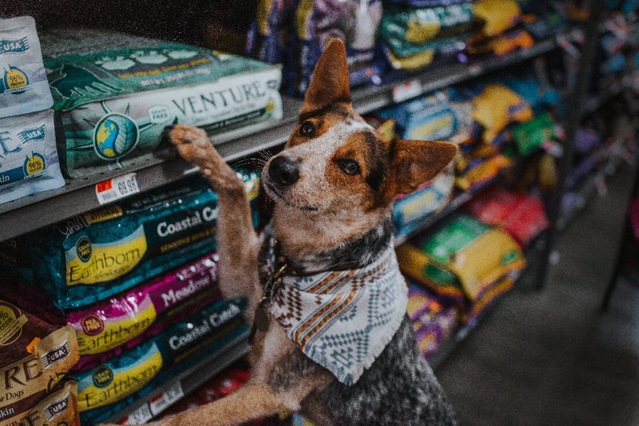 Grain Free Weight Loss Dog Food: What Is It And How Can It Help Your Dog? |  Earthborn Holistic Pet Food
