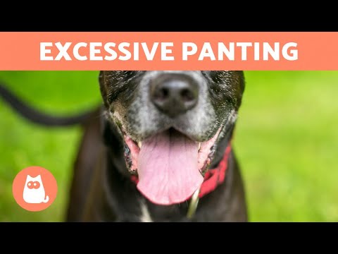 My DOG Is PANTING a Lot 🐶👅 (8 Causes of Heavy Panting)
