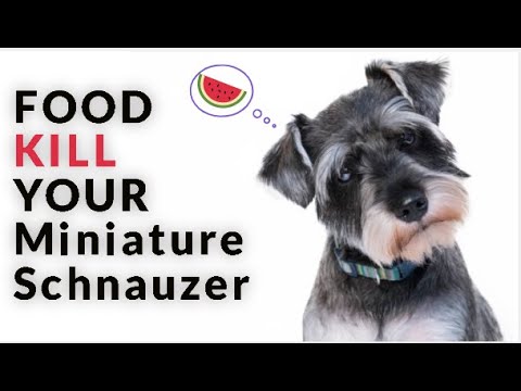 12 Foods Your Miniature Schnauzer Should Never Eat - Youtube