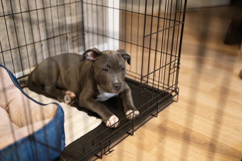 Crate Training 101: How To Stop Whining In Dogs | Dunnellon Animal Hospital