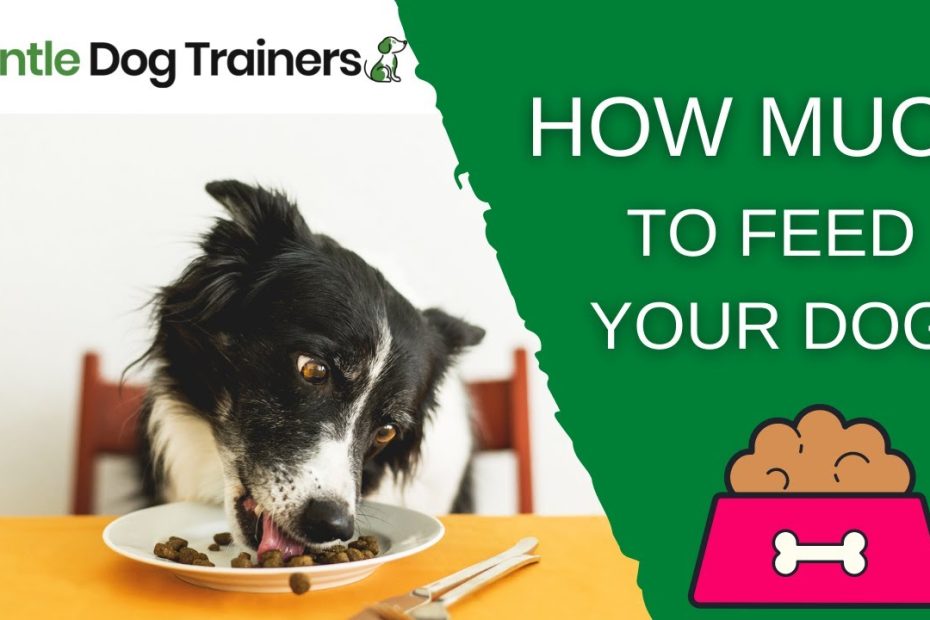 How Much Should You Feed Your Dog? The Ultimate Guide! - Youtube