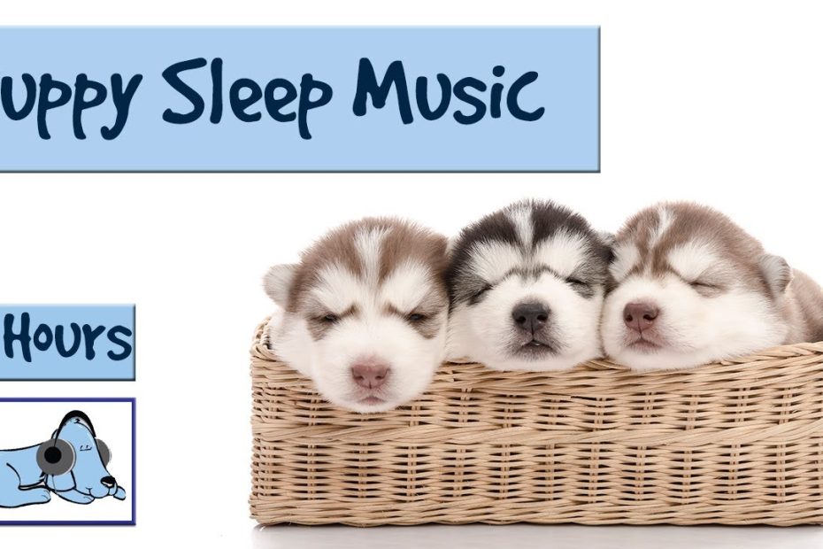 Help Your Puppy Go To Sleep At Night, With This 7 Hour Song! Relax My Dog!  - Youtube