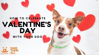 Ways To Celebrate Valentine'S Day With A Pet | Best Friends Animal Society