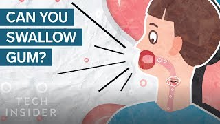 Here'S What Happens In Your Body When You Swallow Gum | The Human Body -  Youtube