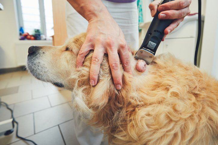 Signs Of Cancer In Dogs - Whole Dog Journal