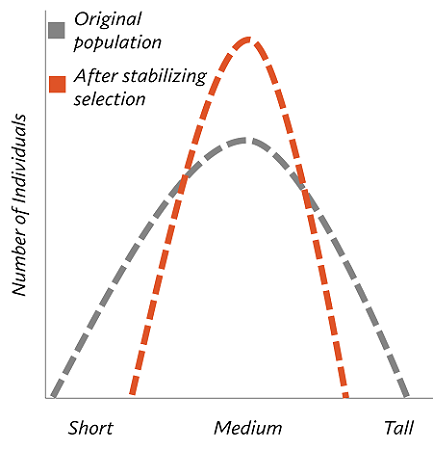 Stabilizing Selection | Definition, Graph & Examples - Video & Lesson  Transcript | Study.Com