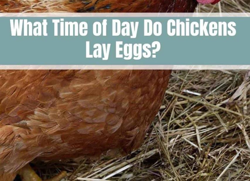 What Time Of Day Do Chickens Lay Eggs? (Day Or Night)