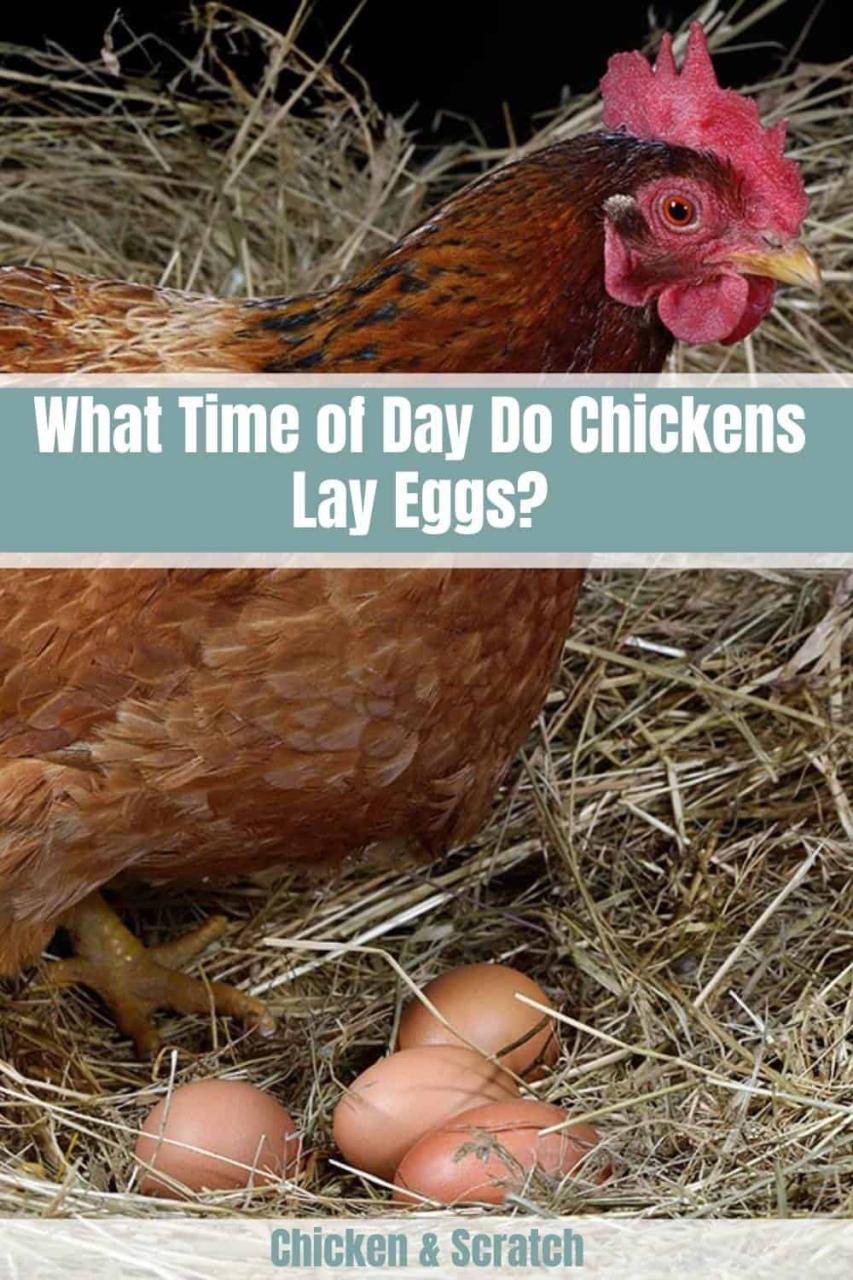 what time of day does chickens lay their eggs