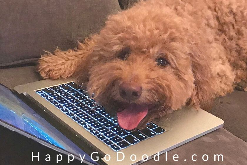 291 Words To Describe Dogs: The Ultimate List - Happy-Go-Doodle®